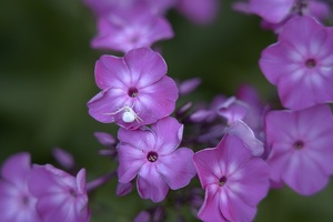 Phlox with spider