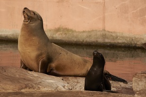 Sea lion with baby