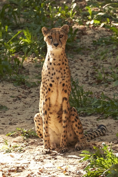 Gepard.jpg
