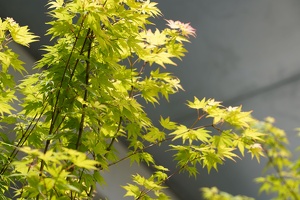 Japanese maple