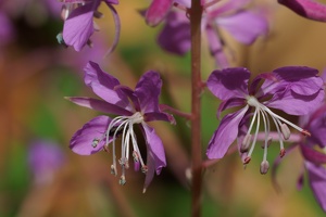 flower with a beetle