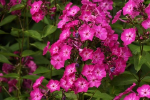 Phlox, or a lot of purple